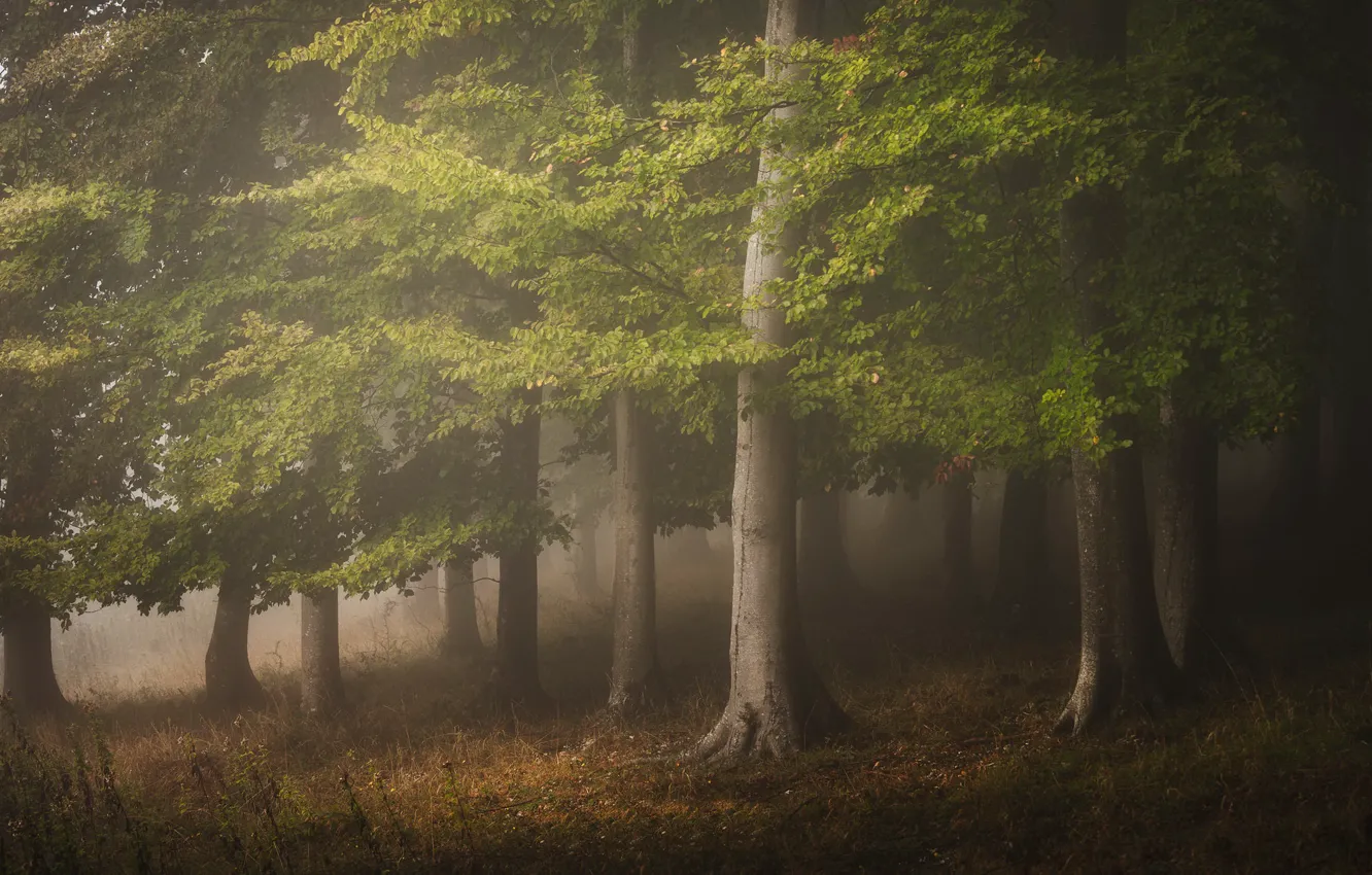 Photo wallpaper forest, nature, fog