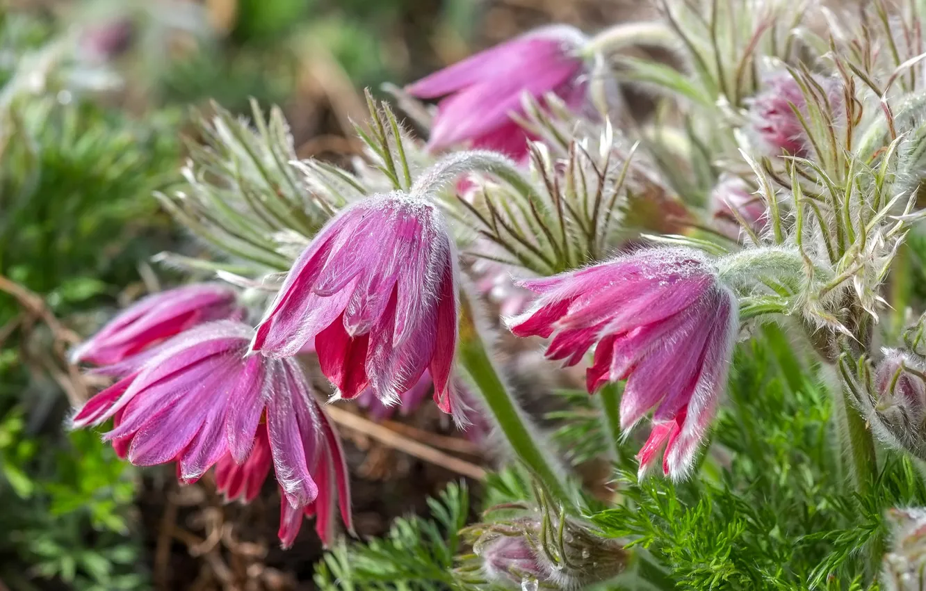 Photo wallpaper macro, anemones, sleep-grass