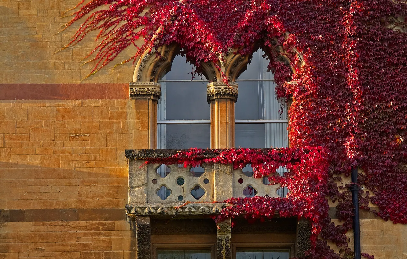 Photo wallpaper autumn, England, window, ivy, Oxford