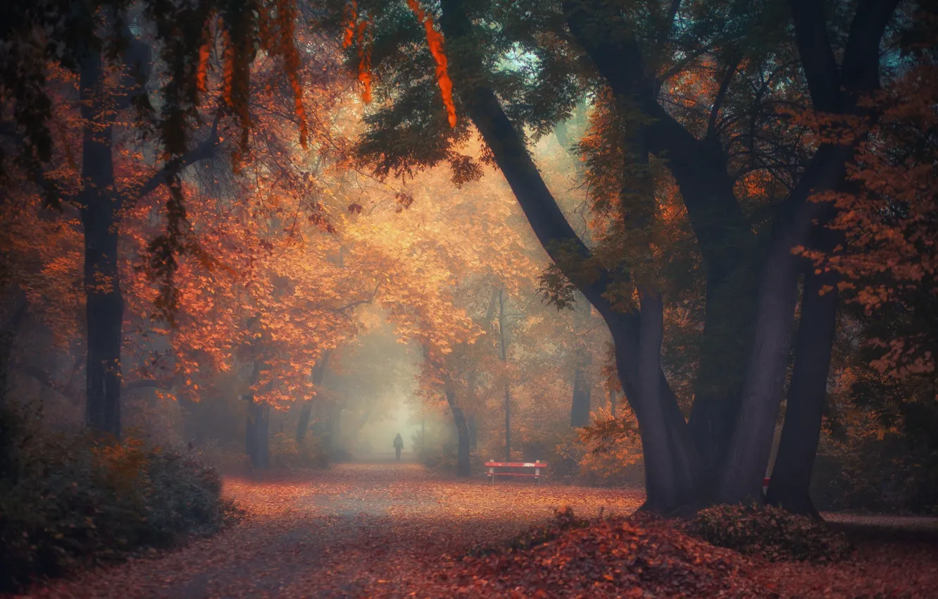 Photo wallpaper autumn, fog, Park