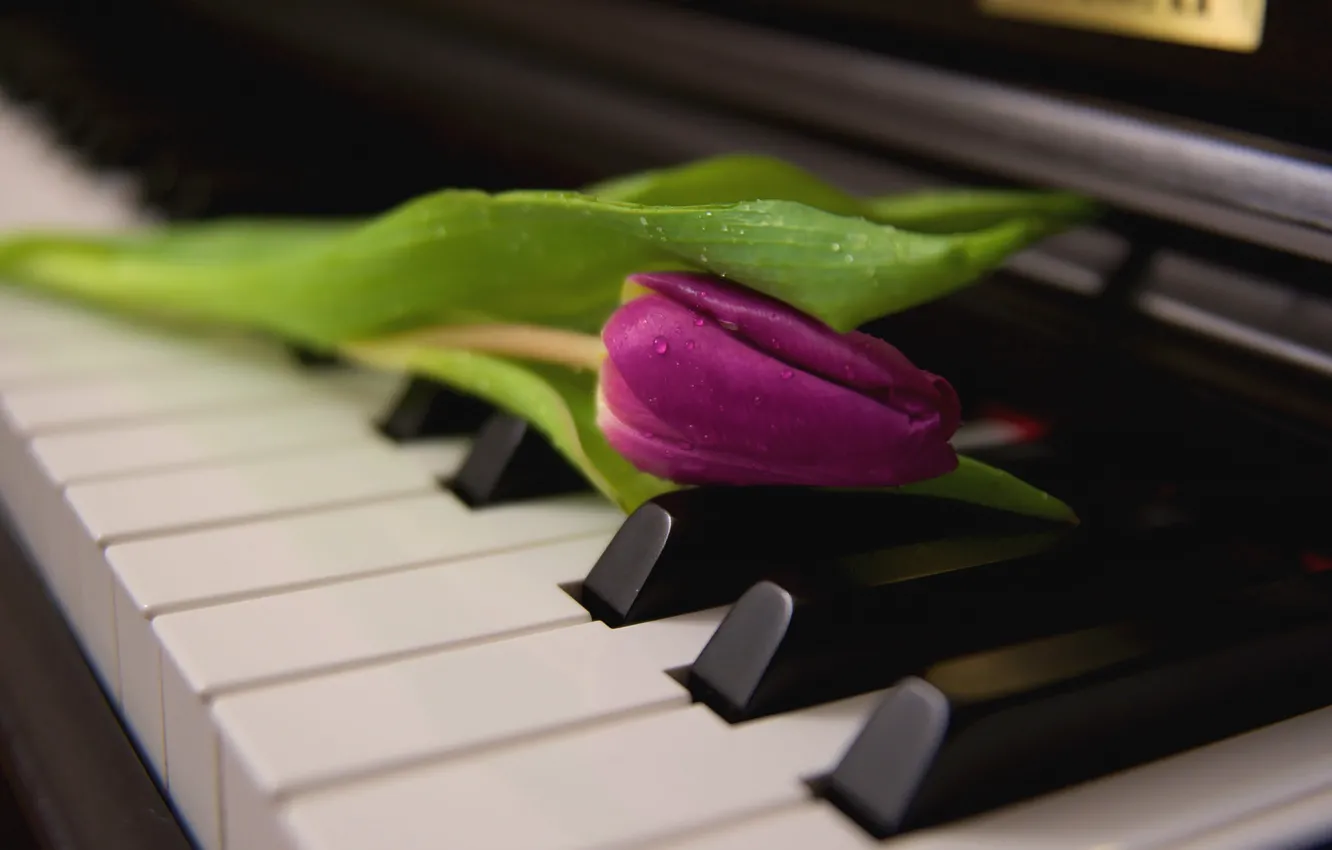 Photo wallpaper drops, macro, flowers, music, keys, tulips, pink, piano