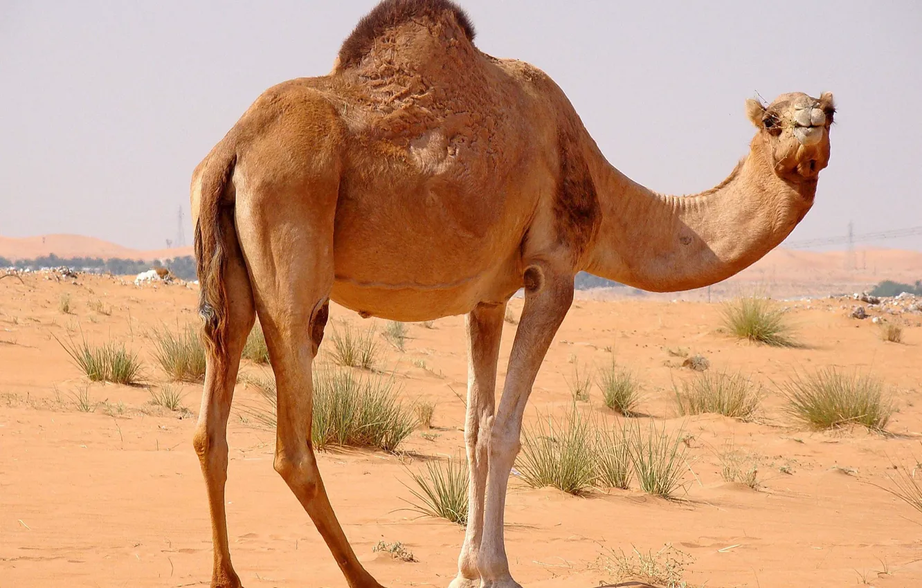 Photo wallpaper sand, desert, camel