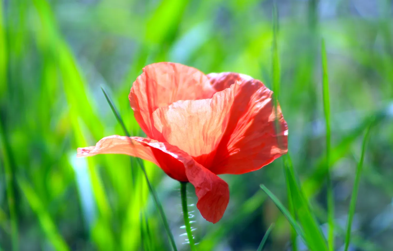 Photo wallpaper red, flower, poppy