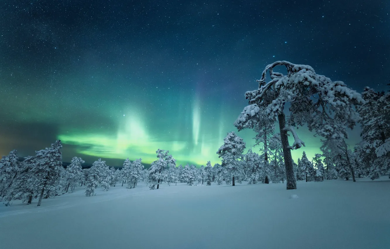 Photo wallpaper snow, trees, night, Northern lights