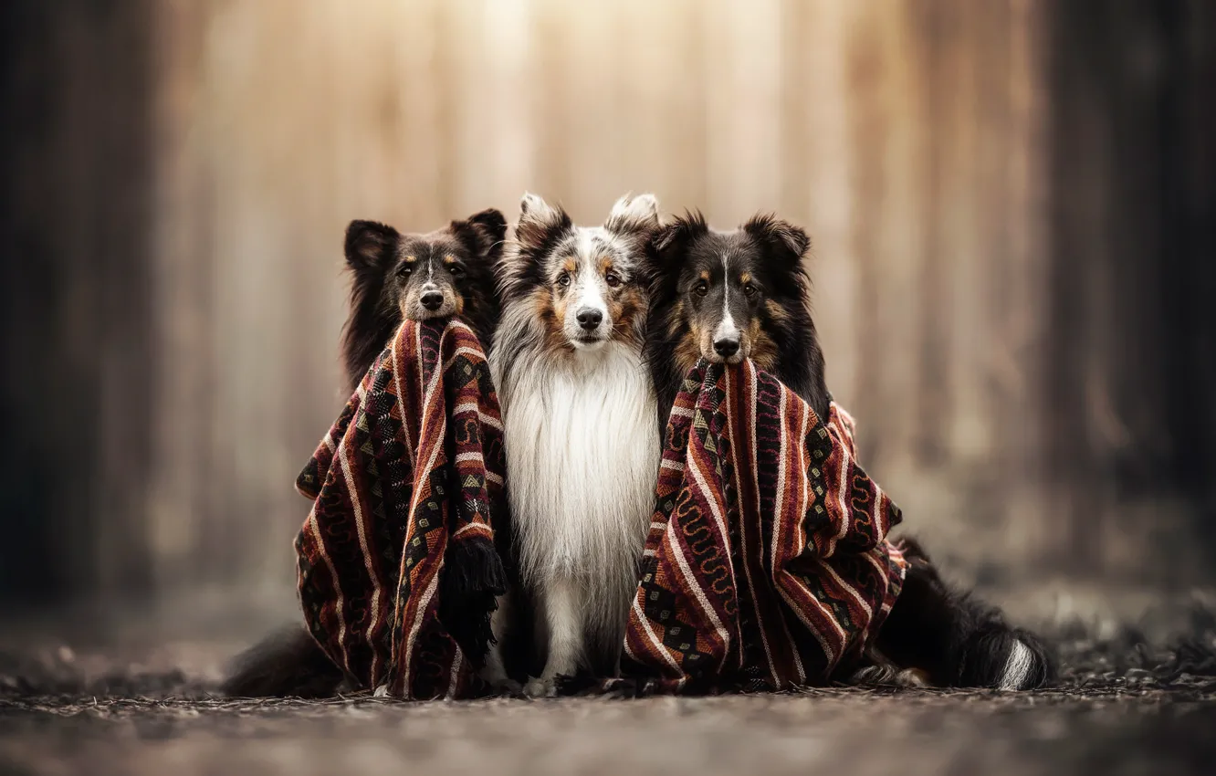 Photo wallpaper dog, blur, plaid, trio, Trinity