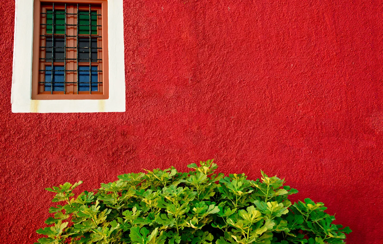 Photo wallpaper greens, wall, Bush, window, red