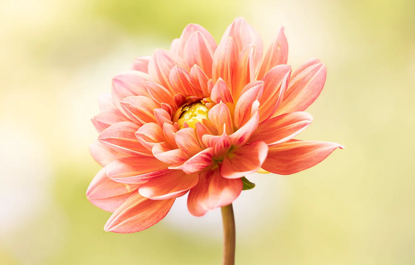 Photo wallpaper macro, flowers, orange, dahlias