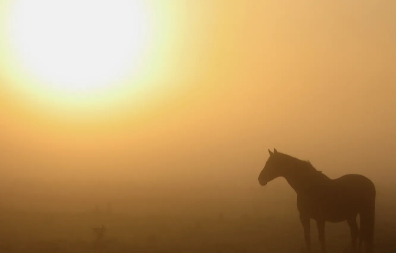 Photo wallpaper nature, fog, horse, morning