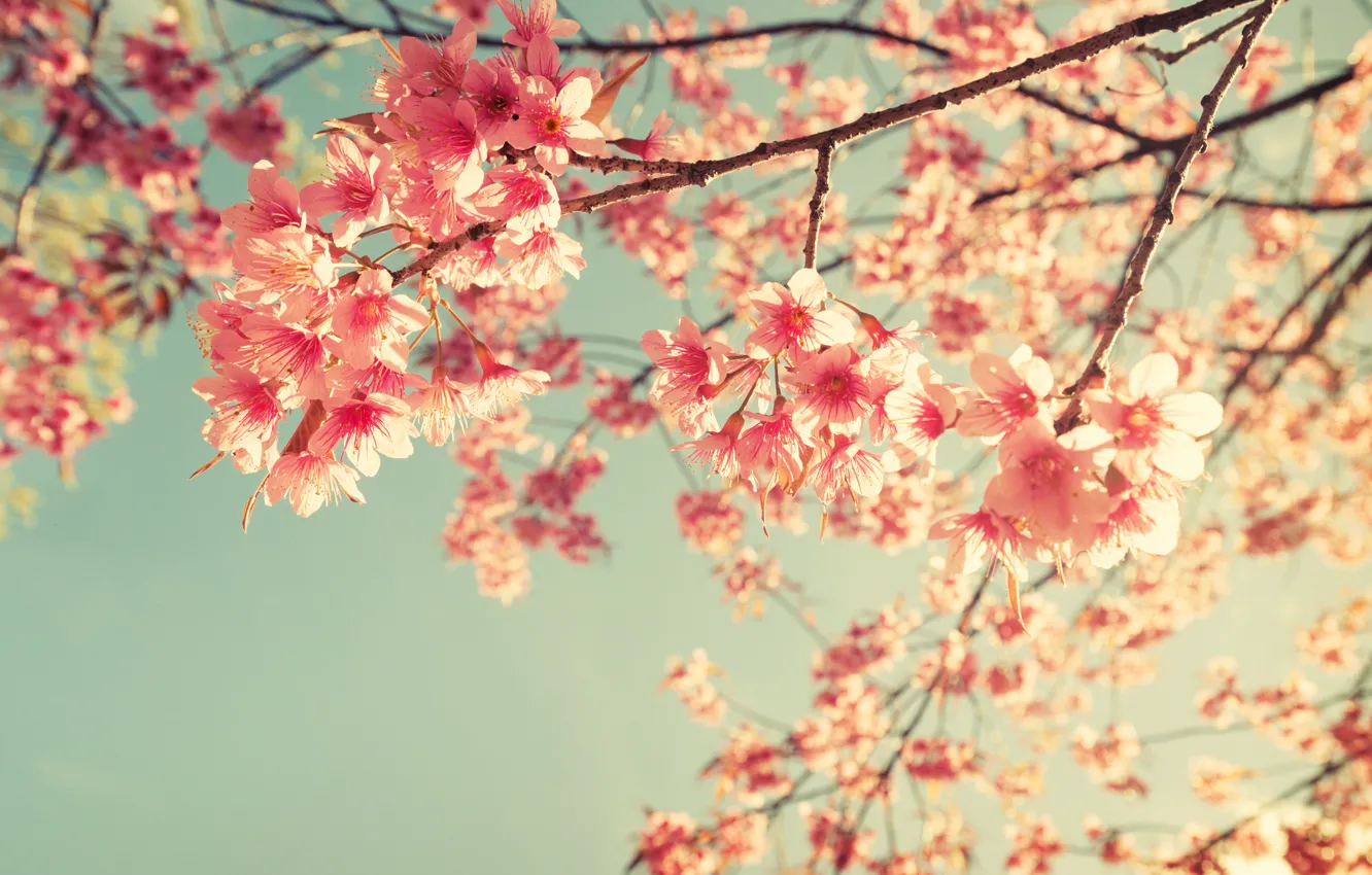 Photo wallpaper the sky, branches, spring, Sakura, flowering, pink, blossom, sakura