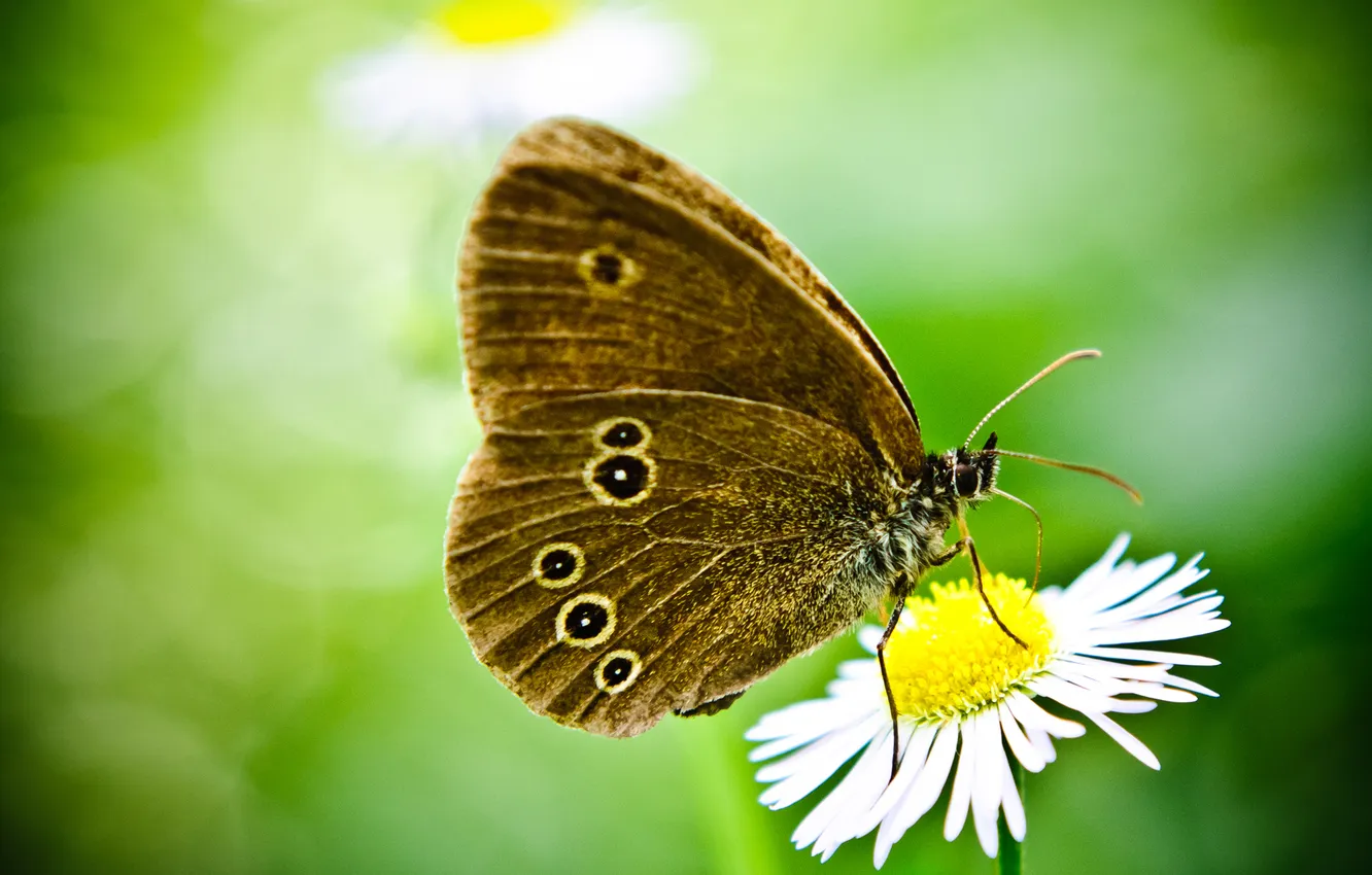Photo wallpaper green, background, butterfly, color