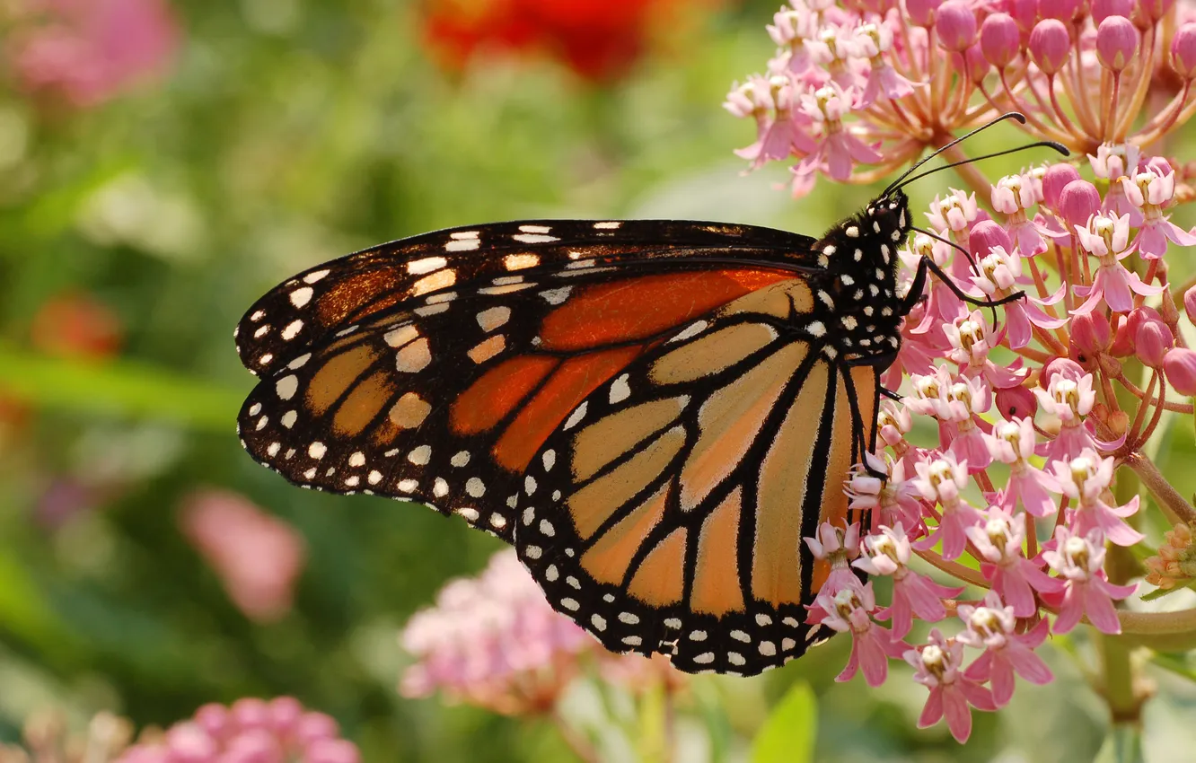 Photo wallpaper flower, summer, macro, flowers, butterfly, Butterfly, Monarch