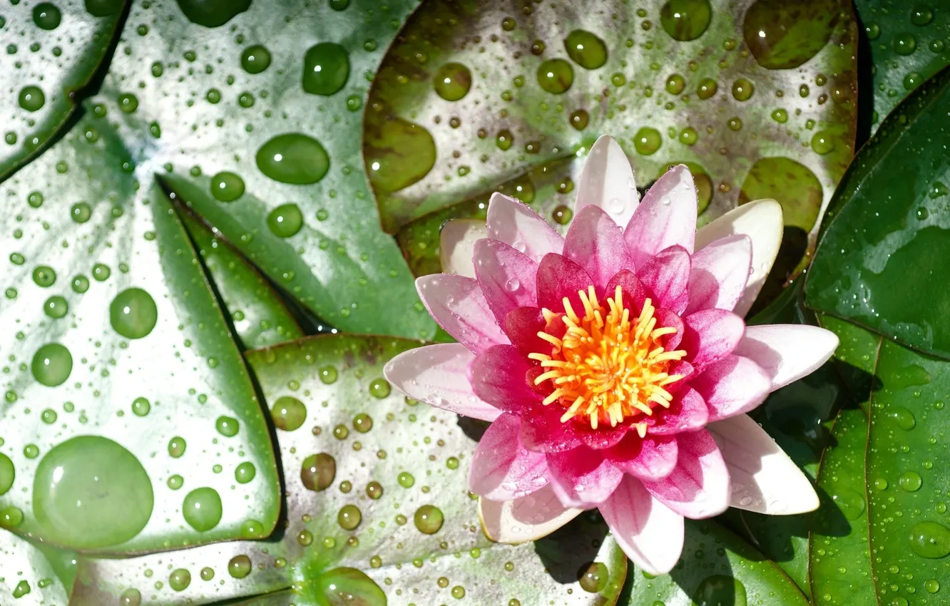 Photo wallpaper drops, flowers, Lily