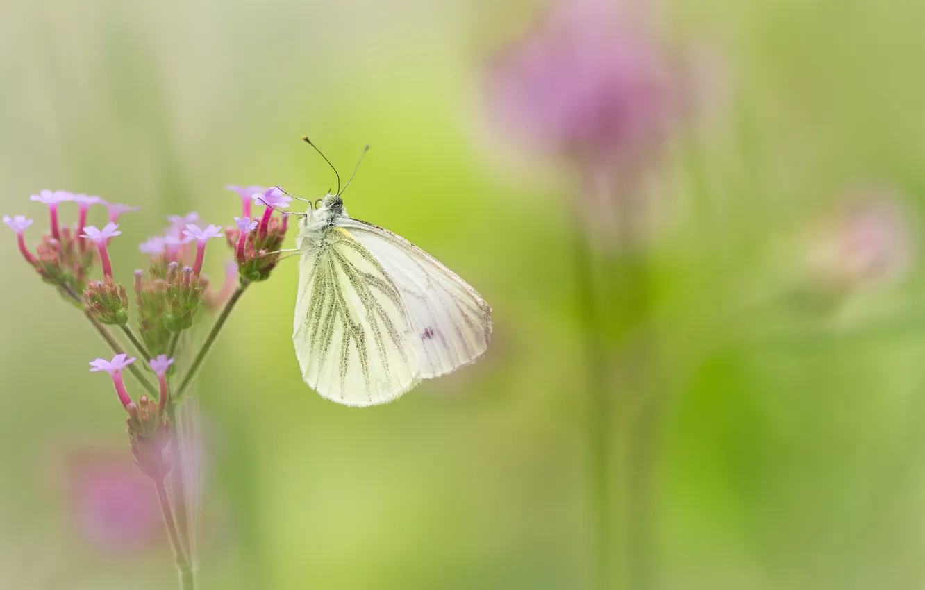 Photo wallpaper flowers, background, butterfly