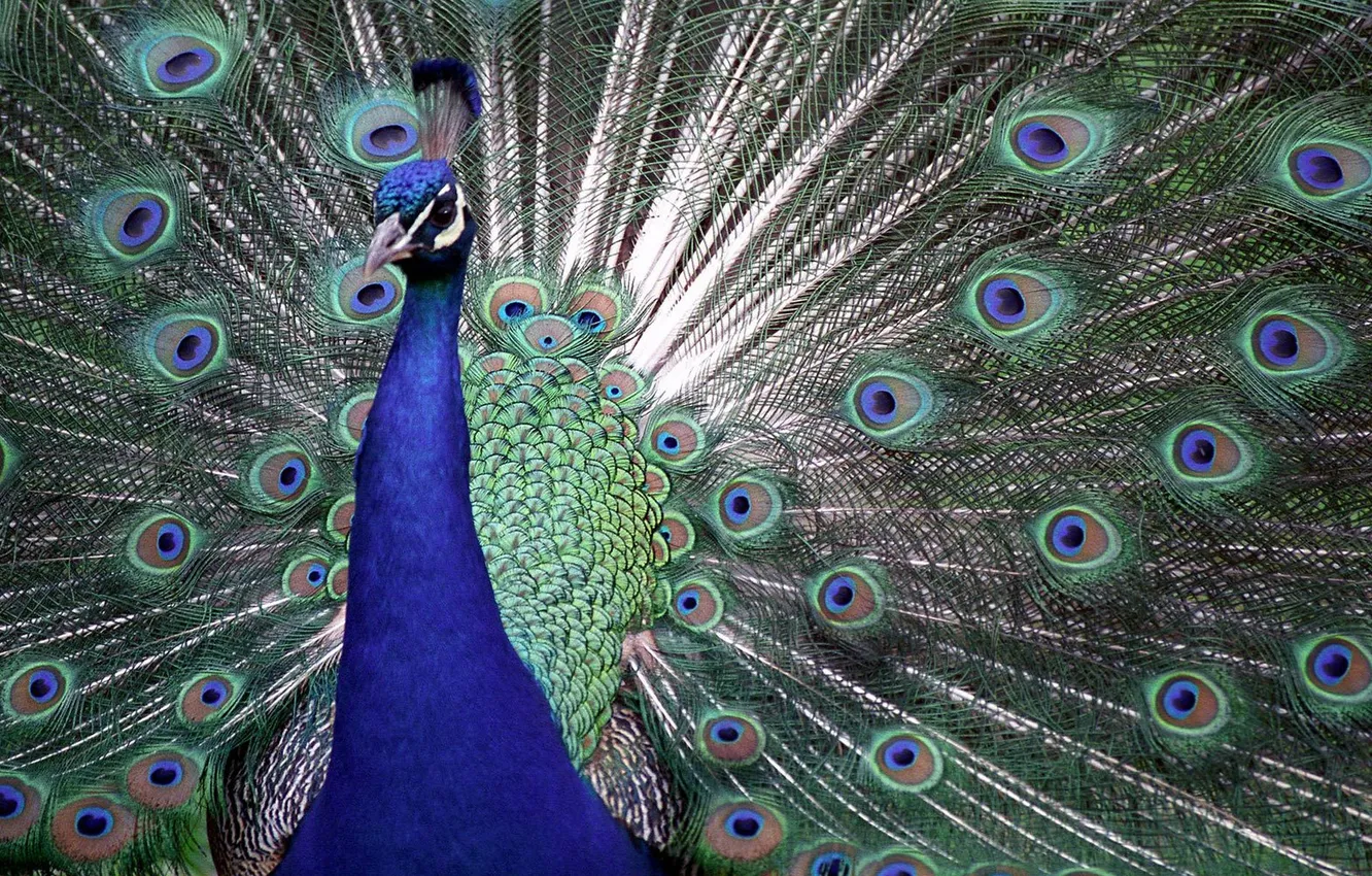 Photo wallpaper feathers, tail, peacock