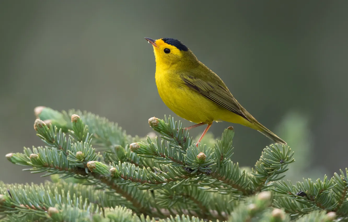 Photo wallpaper branches, bird, paint, spruce, feathers