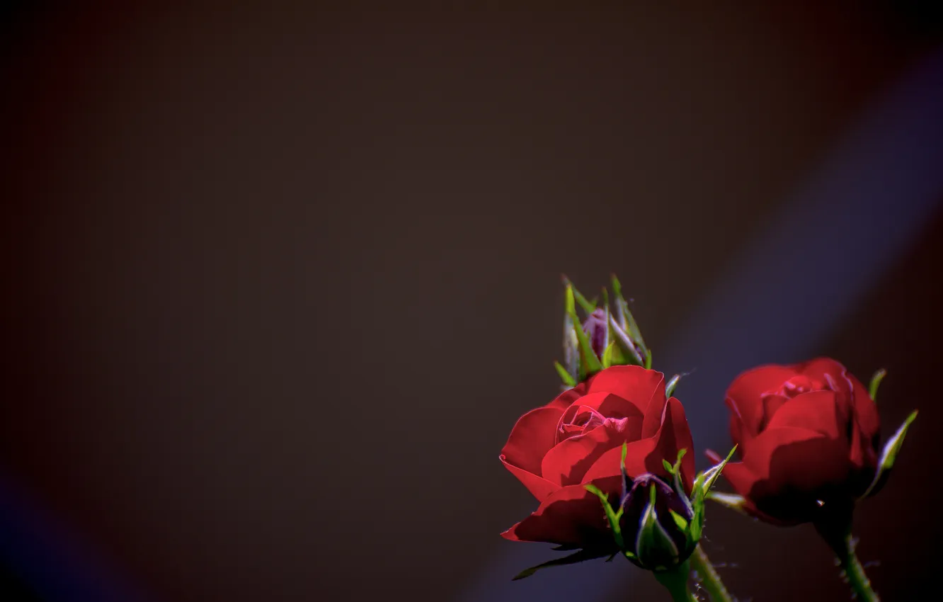 Photo wallpaper roses, petals, buds