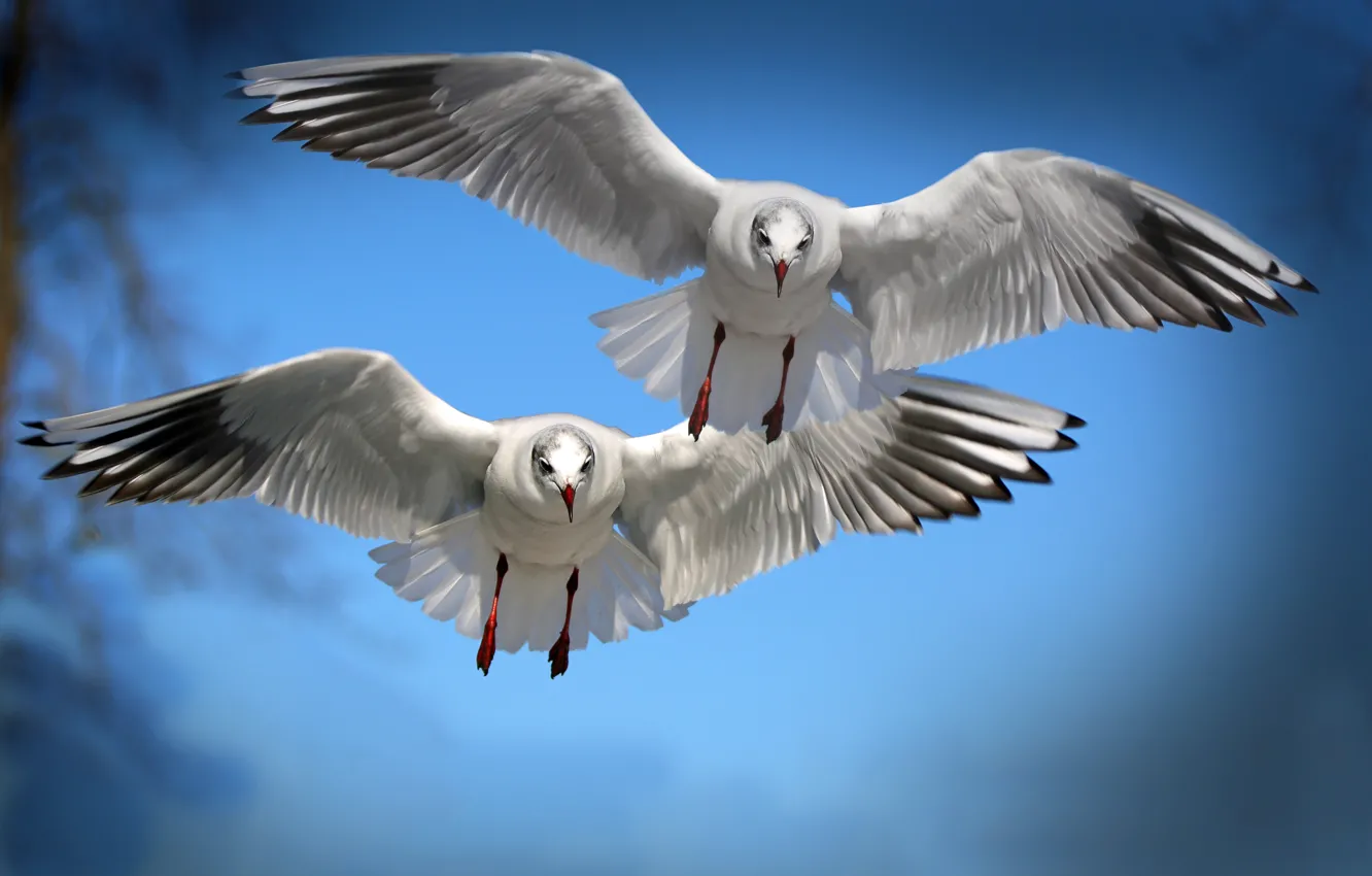 Photo wallpaper flight, bird, seagulls, wings, feathers, pair, two, tail