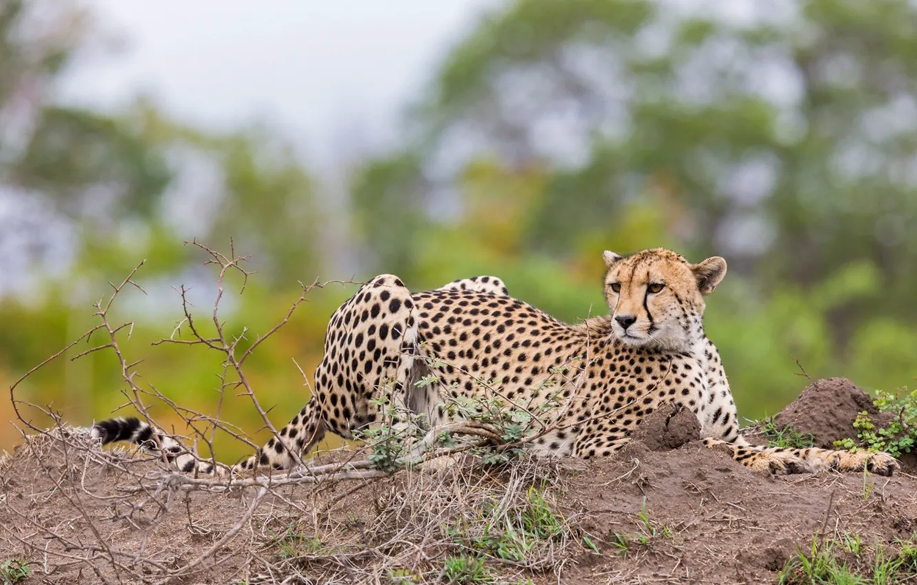 Photo wallpaper cat, animal, wildlife, big cat, cheetah-