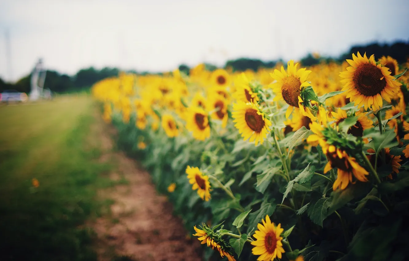 Photo wallpaper greens, field, grass, leaves, sunflowers, flowers, yellow, bright