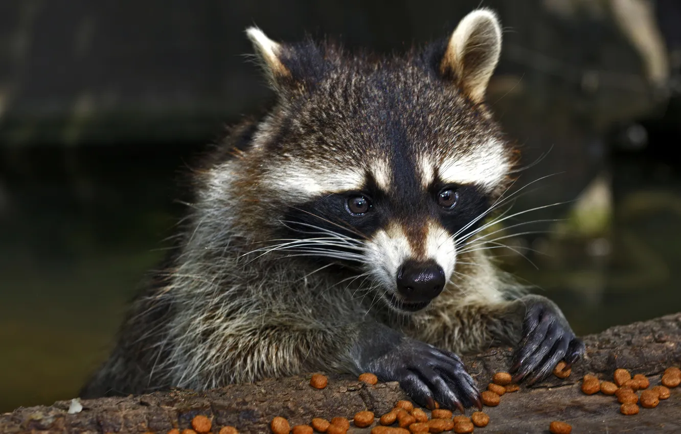 Photo wallpaper look, legs, raccoon, face, meal