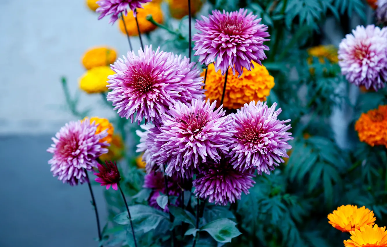 Photo wallpaper flowers, garden, pink, orange, flowerbed, lilac, bokeh, marigolds