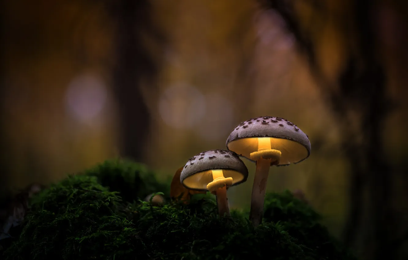 Photo wallpaper forest, light, the dark background, mushrooms, moss, mushroom, a couple, bokeh
