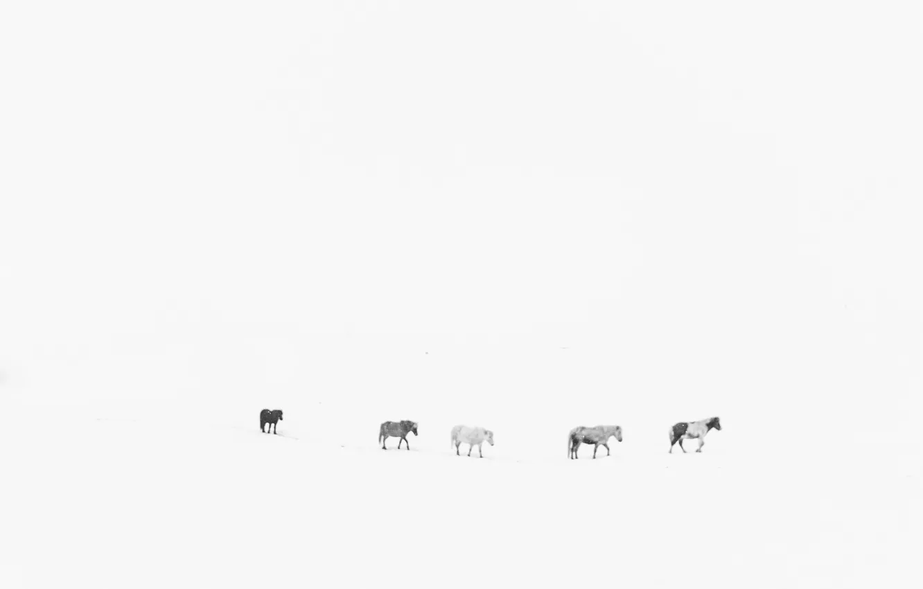 Photo wallpaper winter, horses, snowing