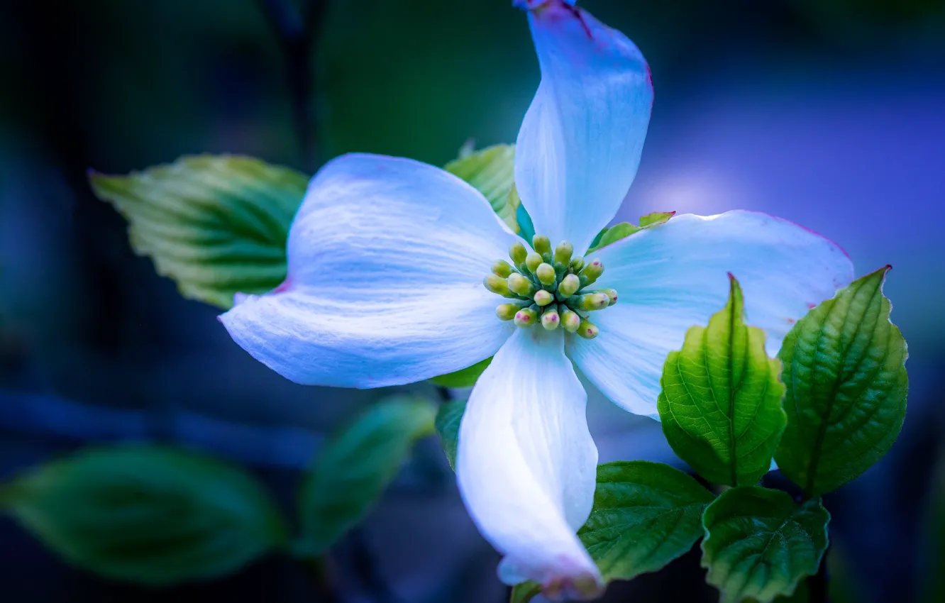 Photo wallpaper leaves, macro, petals, dogwood
