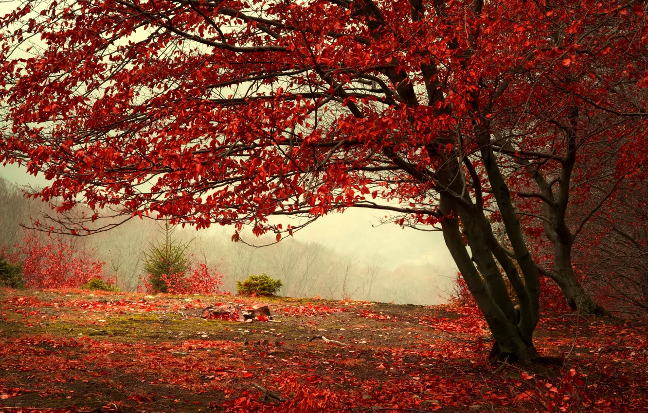 Photo wallpaper autumn, forest, leaves, trees, branches, nature, fog, tree