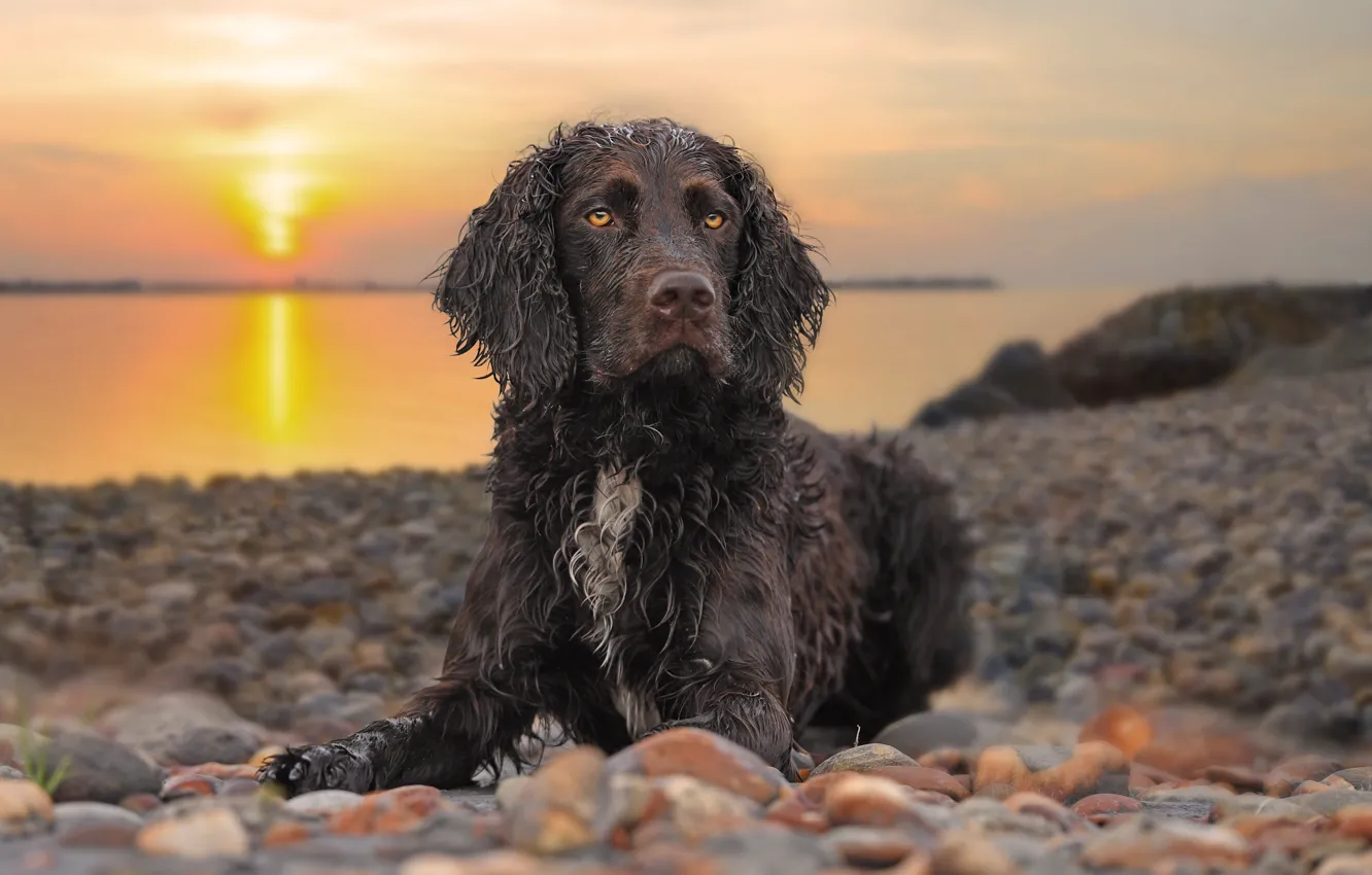 Photo wallpaper each, shore, dog