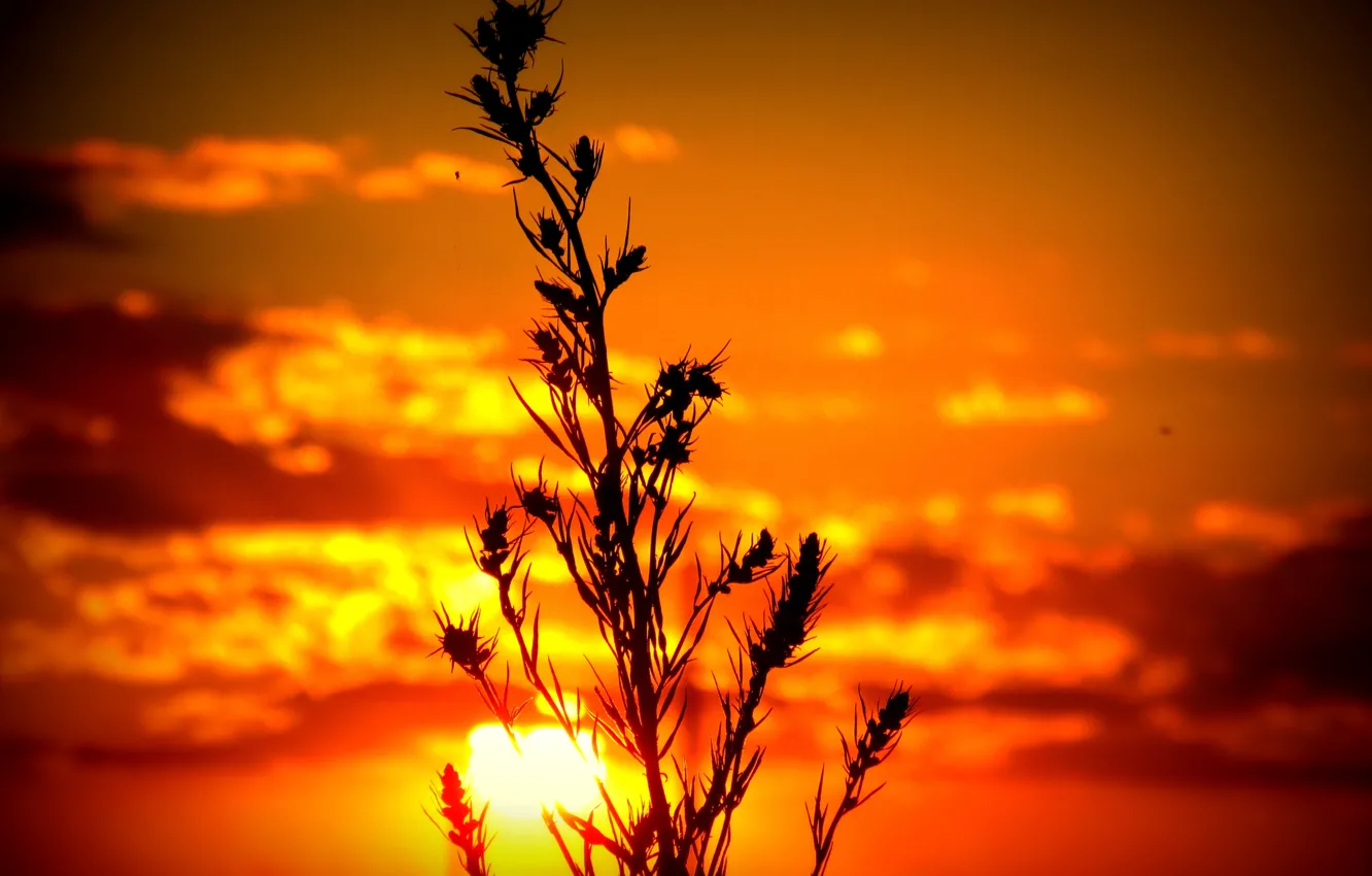 Photo wallpaper the sky, the sun, sunset, Logins, Wormwood