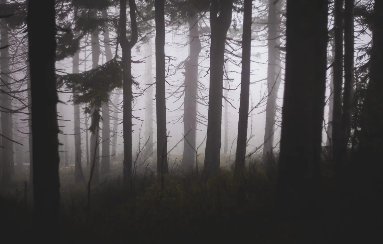Photo wallpaper forest, trees, nature, fog