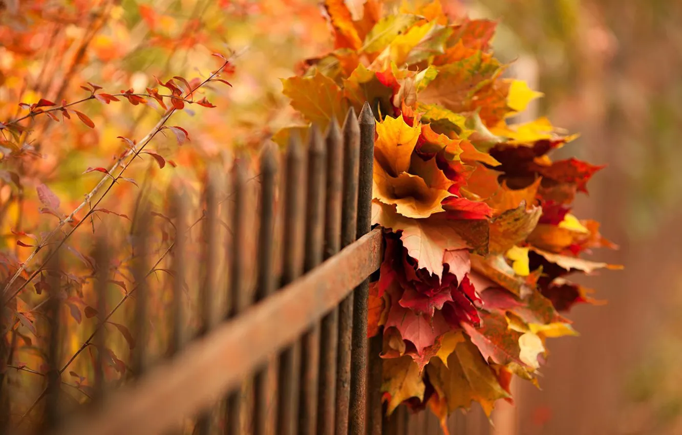 Photo wallpaper autumn, leaves, nature, bokeh