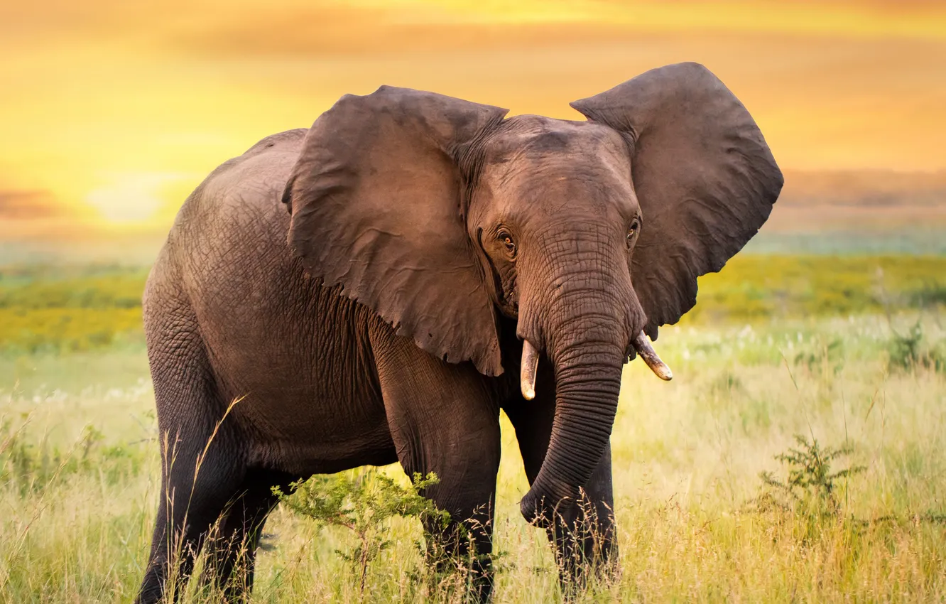 Photo wallpaper look, face, elephant