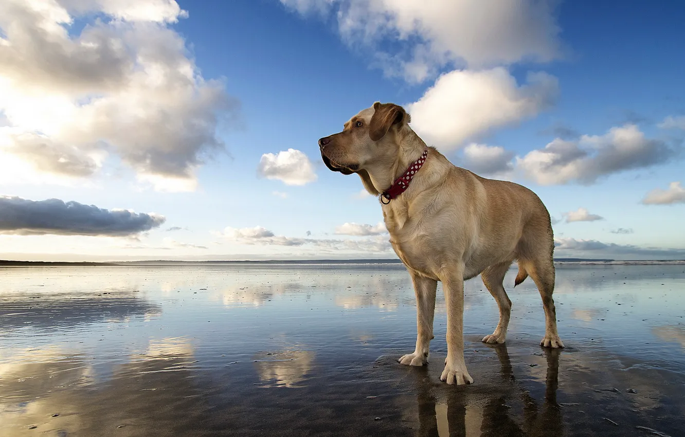 Photo wallpaper look, each, dog