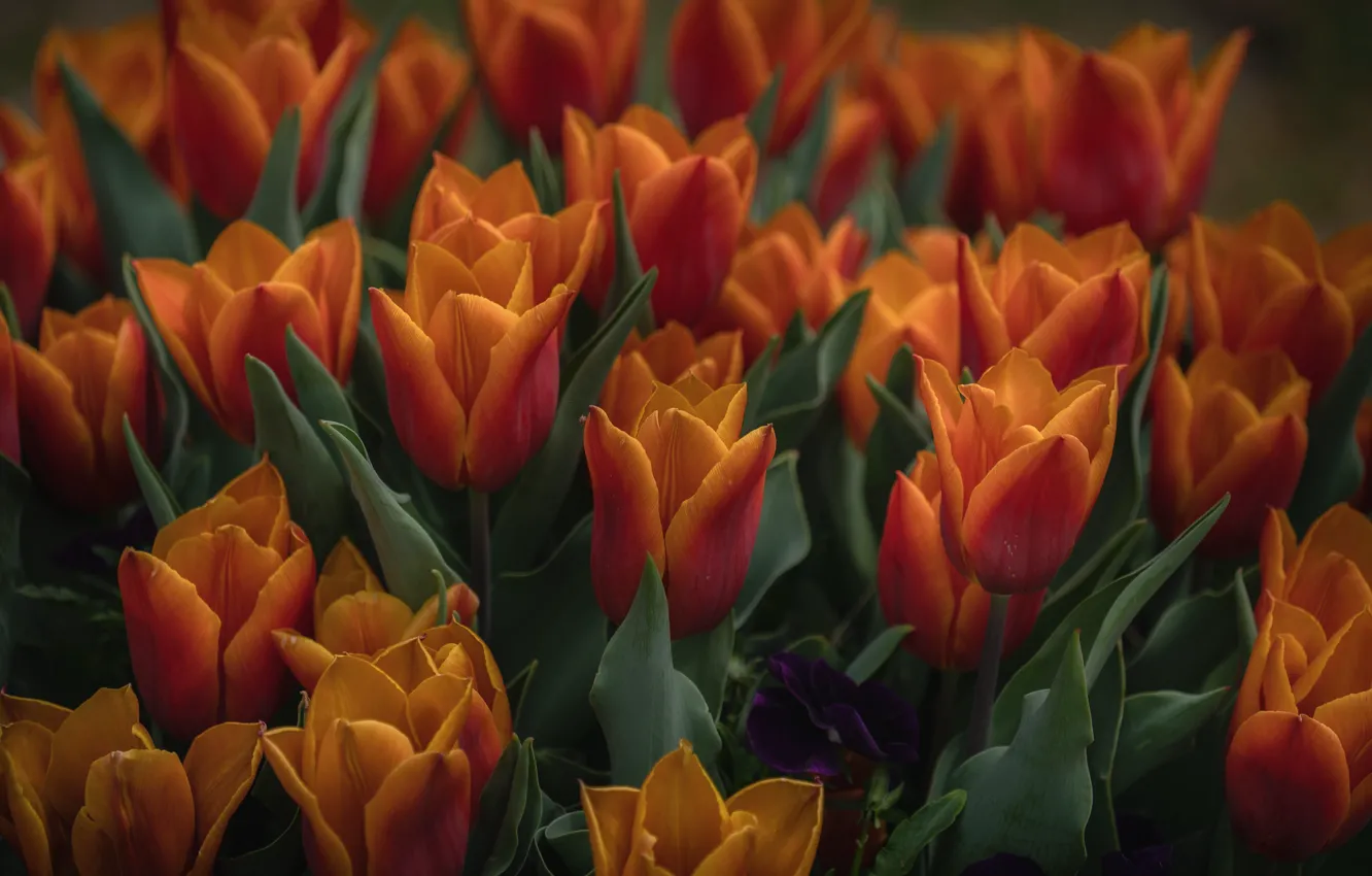 Photo wallpaper flowers, background, spring, tulips, buds, a lot, red-orange