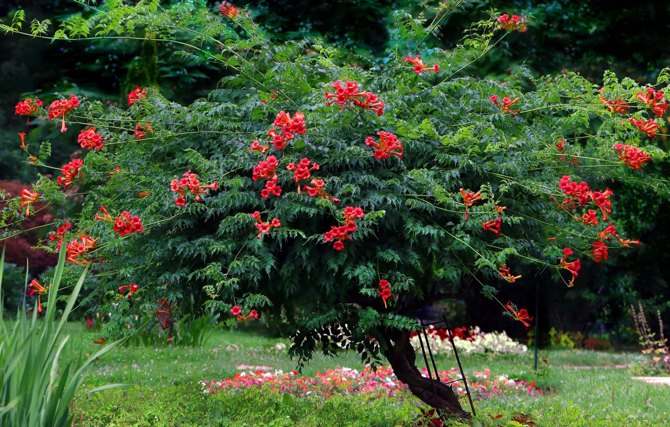 Photo wallpaper greens, leaves, flowers, branches, red, Park, garden, flowerbed