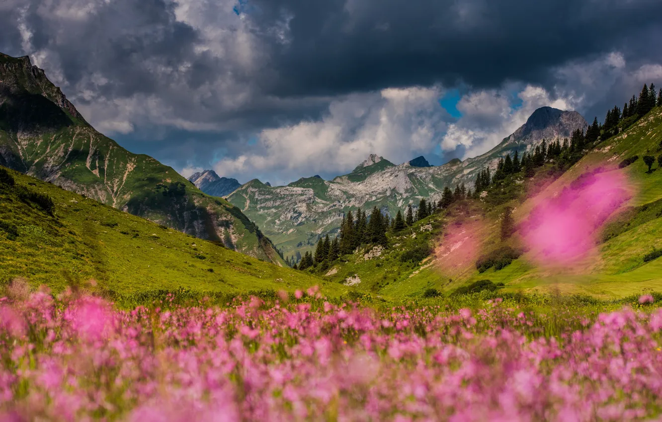 Photo wallpaper field, flowers, mountains, slope, meadow, bokeh