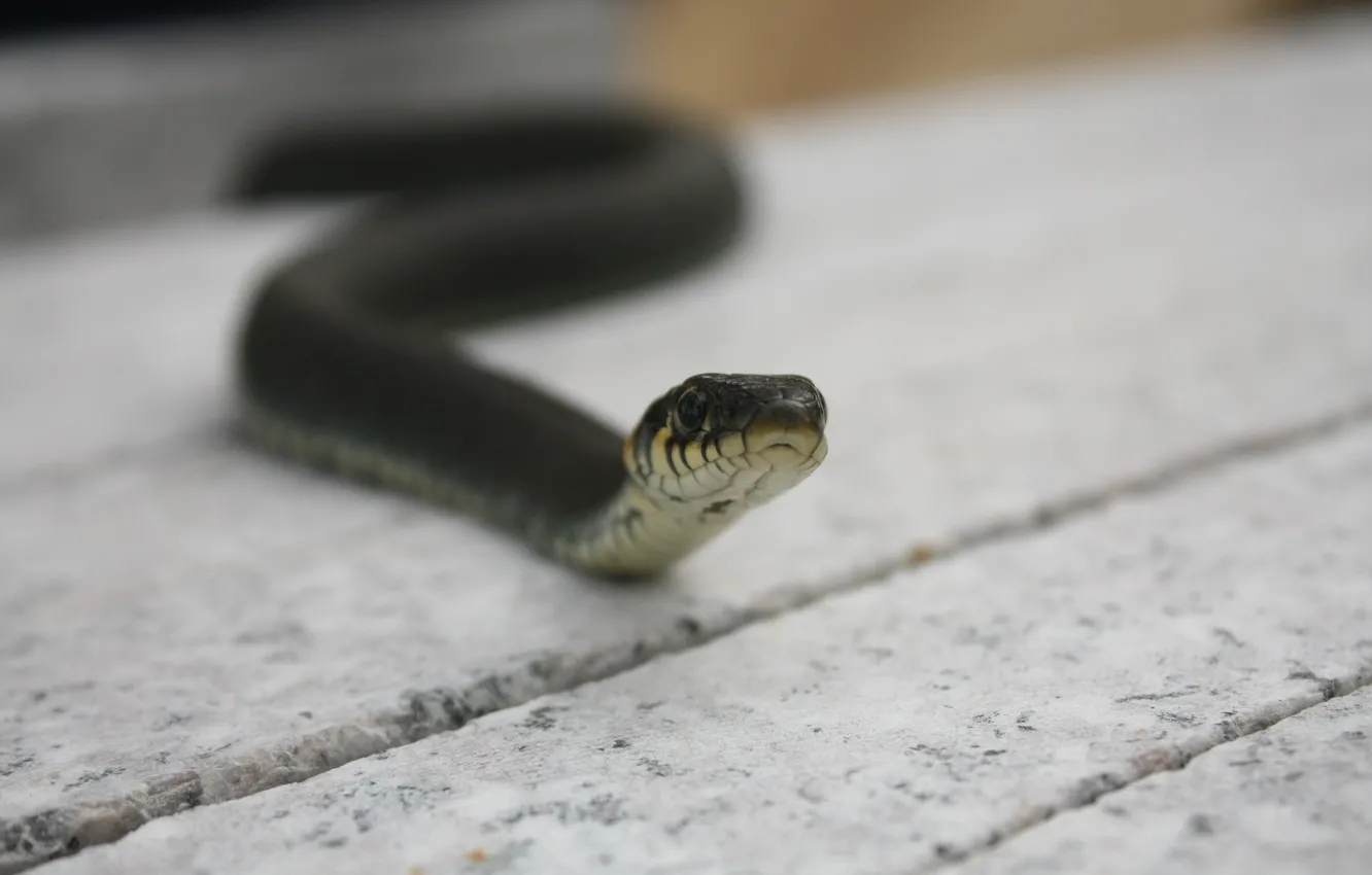 Photo wallpaper snake, spring