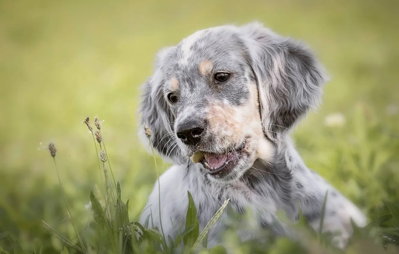 Photo wallpaper grass, dog, puppy, face, The English setter