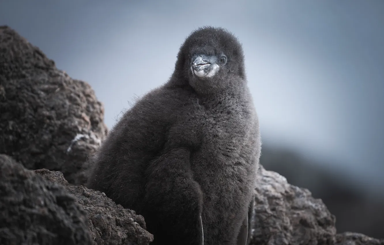 Photo wallpaper the sky, stones, fluff, Chicks, Antarctic Penguins