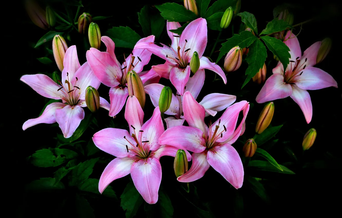 Photo wallpaper nature, Lily, bouquet, petals