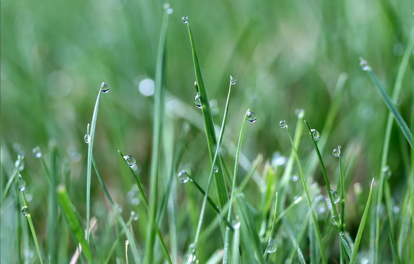 Photo wallpaper grass, drops, Rosa, blur, linear leaves
