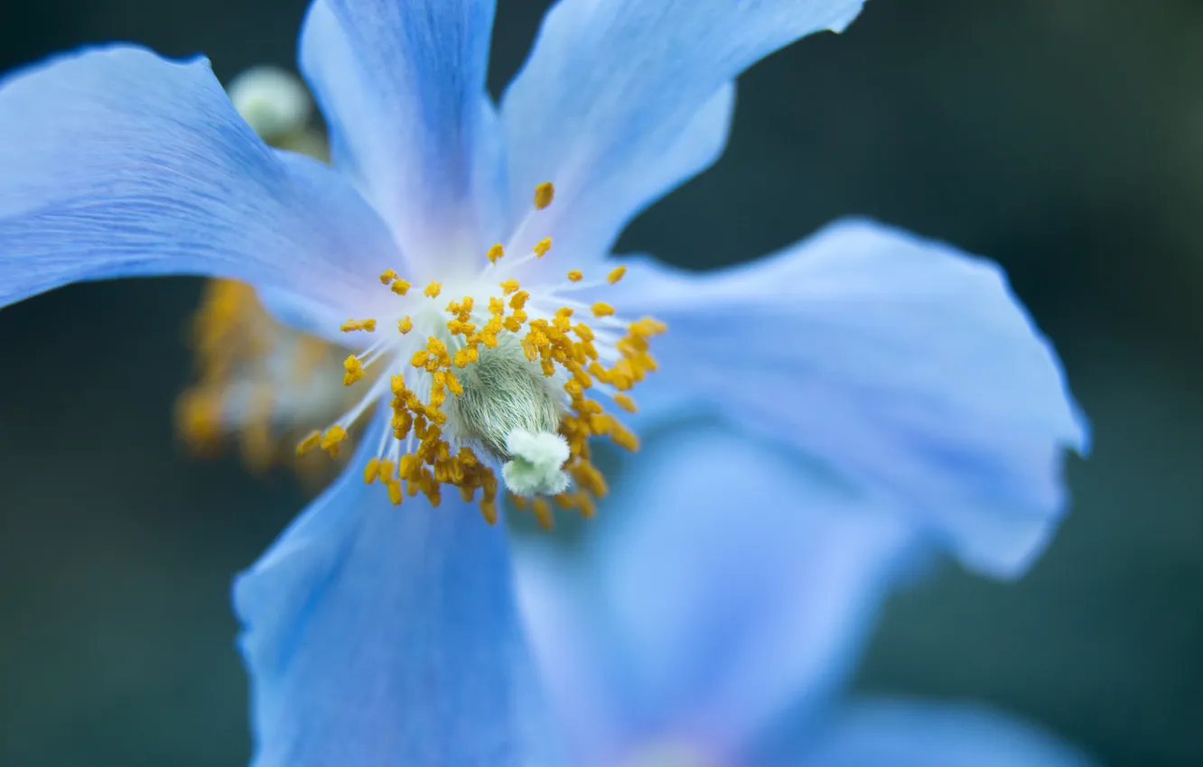 Photo wallpaper flowers, Mac, petals