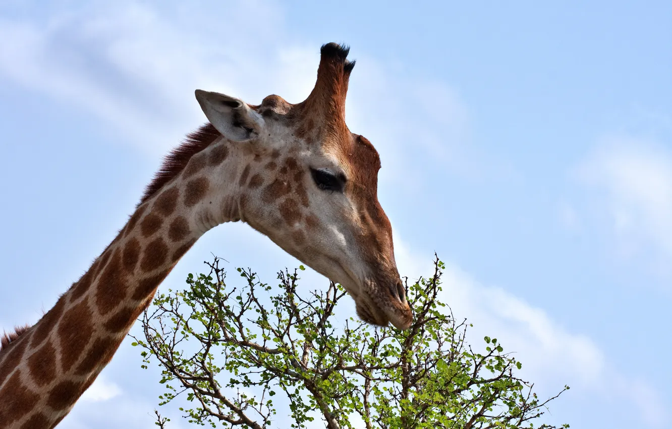 Photo wallpaper face, branches, giraffe, profile