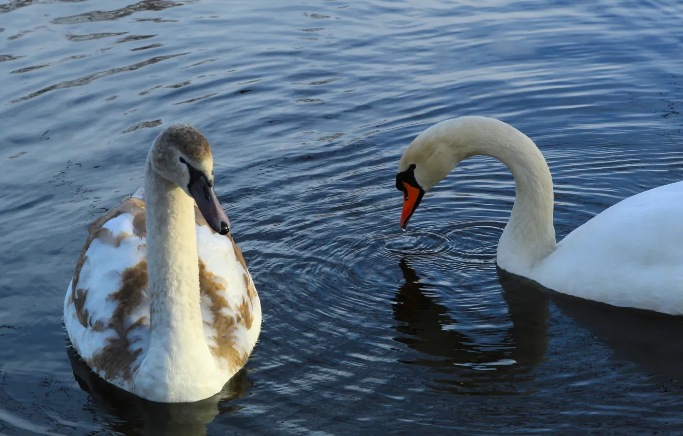 Photo wallpaper swan, bird, water, lake