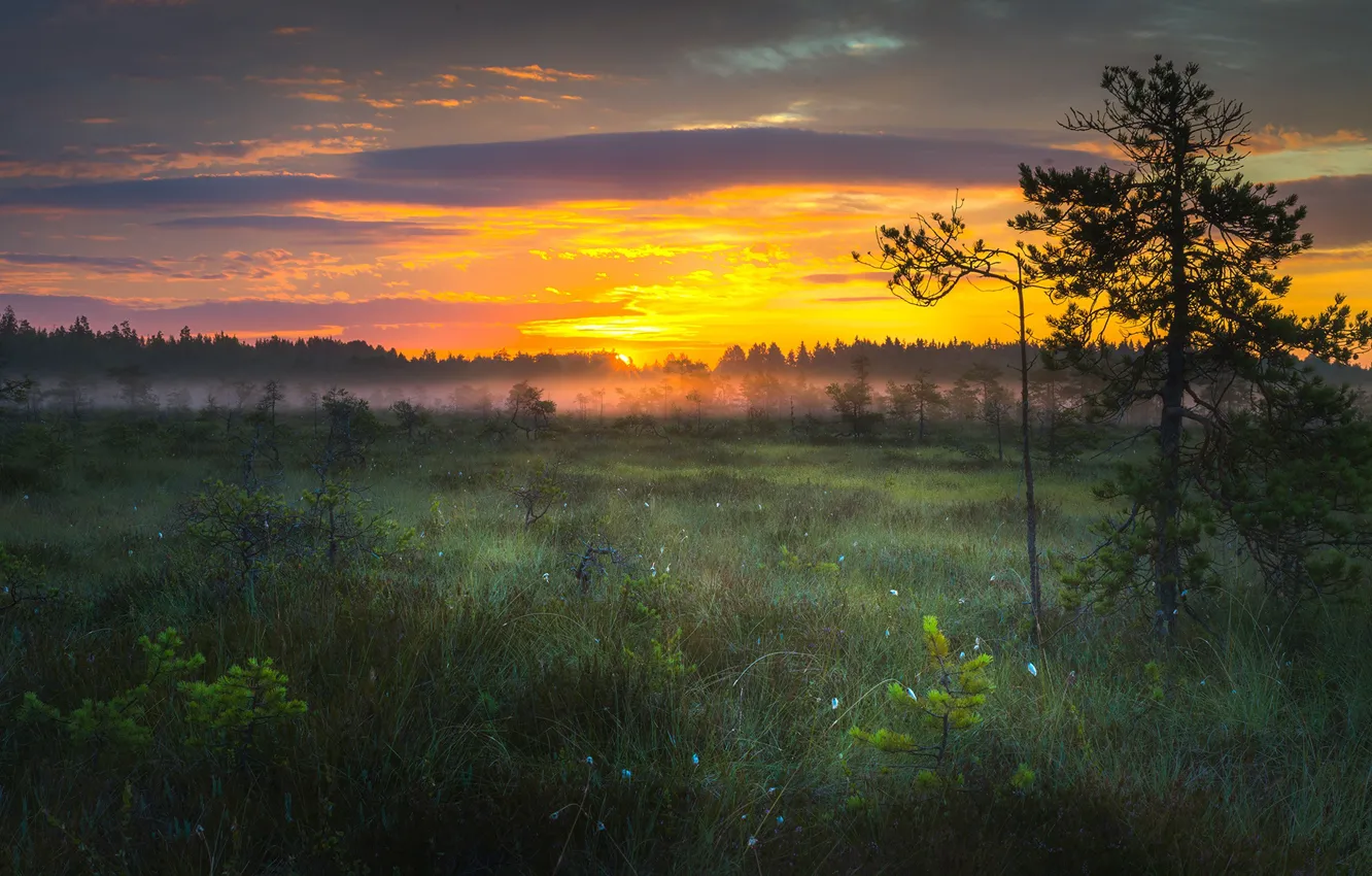 Photo wallpaper forest, sunset, nature, fog, Finland, Volksmusik