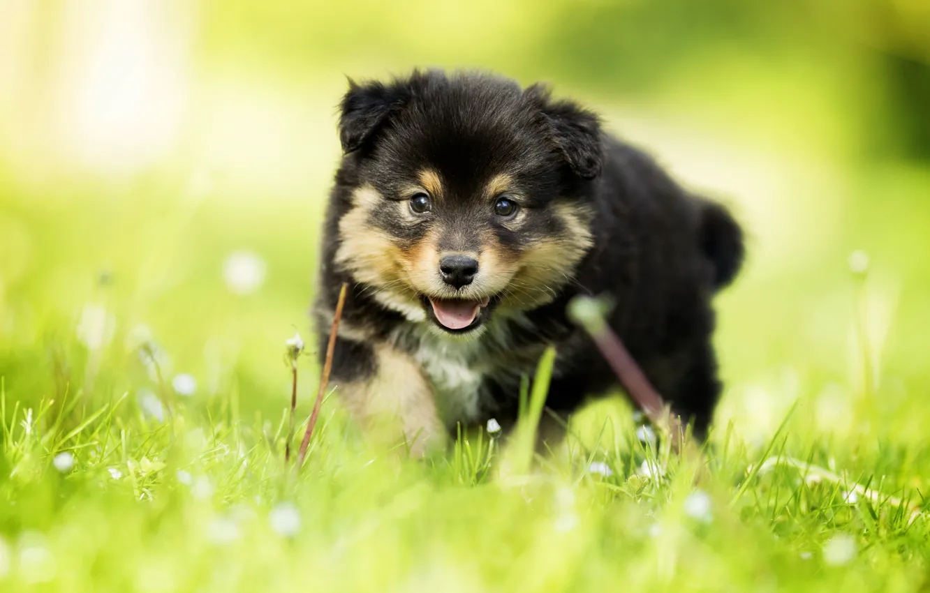 Photo wallpaper grass, look, dog, baby, puppy, bokeh, Finnish lapphund