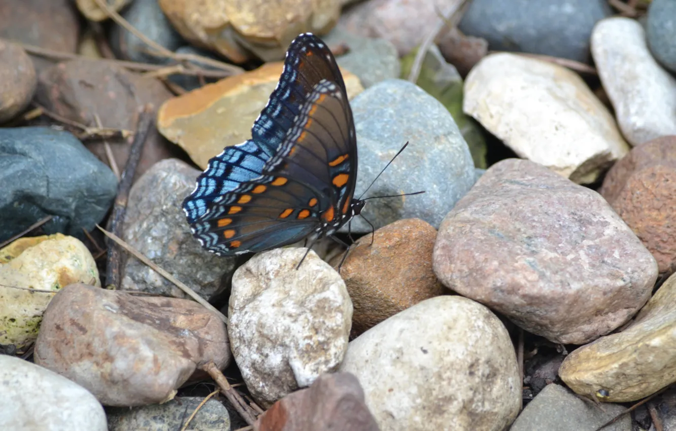 Photo wallpaper stones, pattern, butterfly, wings, insect