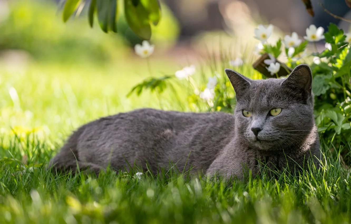 Photo wallpaper greens, cat, grass, cat, look, flowers, pose, grey